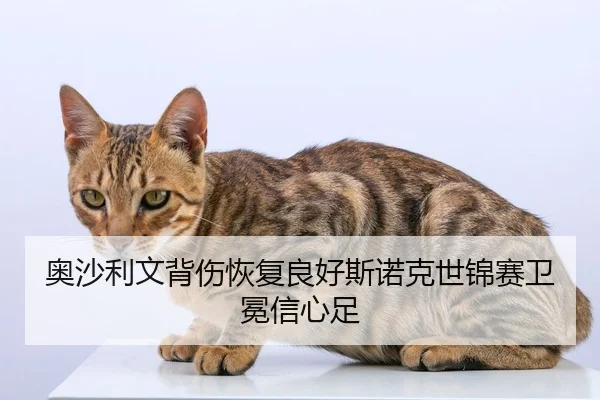 ao-sha-li-wen-bei-shang-hui-fu-liang-hao-si-nuo-ke-shi-jin-sai-wei-mian-xin-xin-zu-2-298.jpg